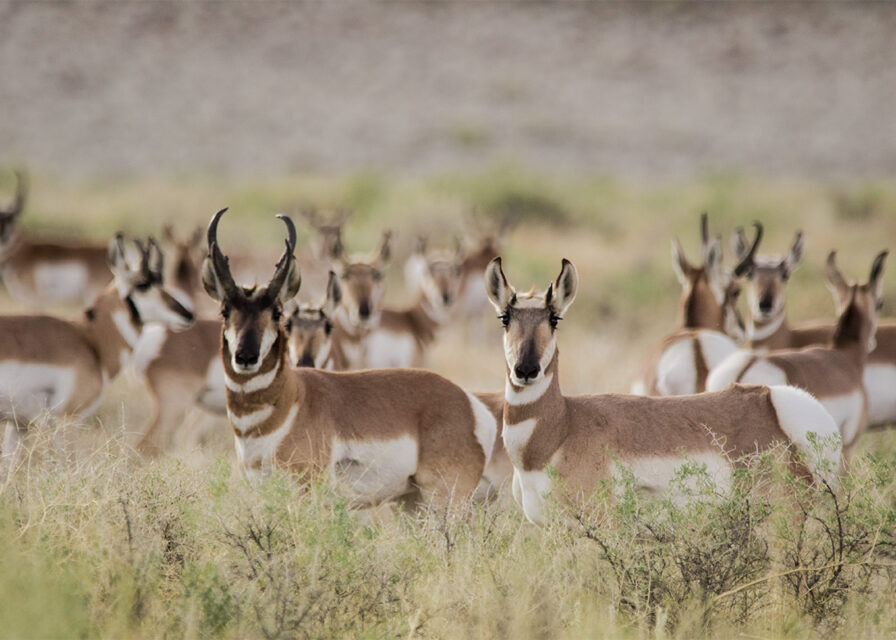 Winter 2024 Ballot The Conservation Alliance Winter 2024 Ballot   Conservation Colorado TCA Photo Shutterstock Credit 896x640 