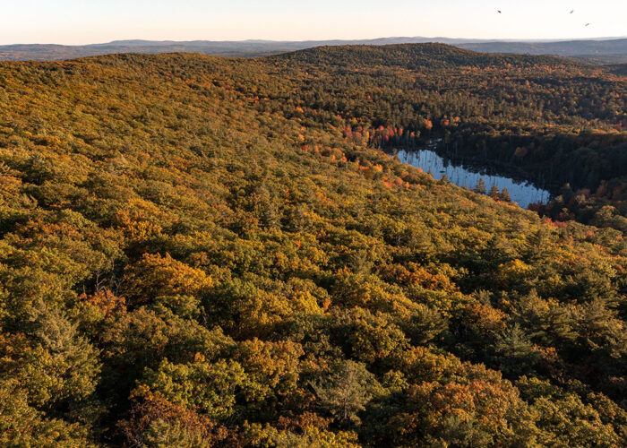 Society for the Protection of NH Forests