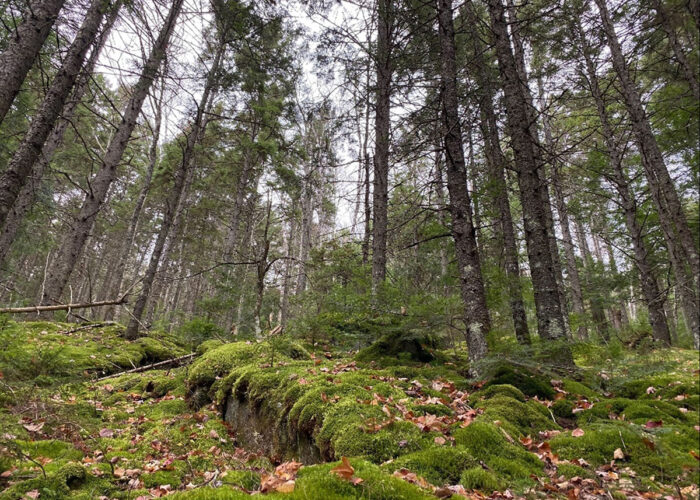 NE Wilderness Trust
