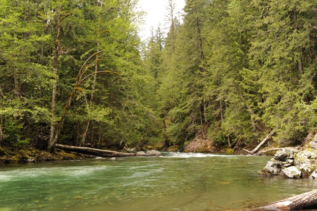 Washington Wild