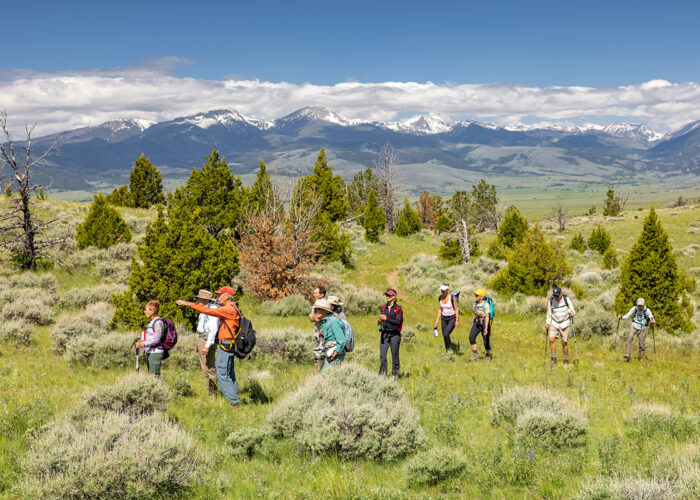 Wild Montana
