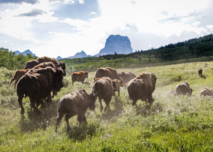 Blackfeet Fish and Wildlife - Credit Lauren Monroe Jr